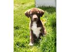 Adopt Coco Puff a Brown/Chocolate - with White German Shepherd Dog / Beagle /