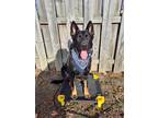 Adopt Shadow a Black - with Tan, Yellow or Fawn German Shepherd Dog / Mixed dog