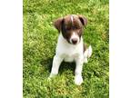 Adopt Kix a Brown/Chocolate - with White German Shepherd Dog / Beagle / Mixed