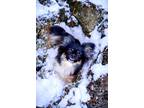 Adopt Sonic a Tricolor (Tan/Brown & Black & White) Pomeranian / Pekingese /