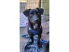 Adopt CANTALOUPE a Black - with White Dachshund / Terrier (Unknown Type