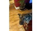 Adopt Koda a Brown/Chocolate - with Black Shepherd (Unknown Type) / Labrador
