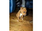 Adopt Abel a Red/Golden/Orange/Chestnut - with White Australian Shepherd / Bull