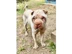 Adopt Millie a White Shar Pei / Mixed dog in Lake Forest, CA (41502748)