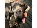 Adopt Kylo a Gray/Blue/Silver/Salt & Pepper Cane Corso / Mixed dog in Riverside