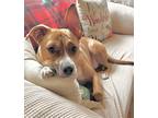 Adopt Cooper a Tan/Yellow/Fawn Beagle / Terrier (Unknown Type