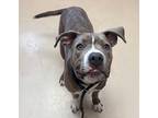 Adopt Ruckus a Brindle American Pit Bull Terrier dog in SAINT AUGUSTINE, FL