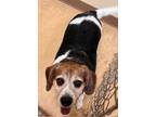 Adopt Tugboat a Tricolor (Tan/Brown & Black & White) Beagle dog in SAINT