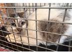 Adopt Milkshake a White Domestic Shorthair (short coat) cat in SAINT AUGUSTINE