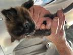 Adopt Meg a Tortoiseshell Domestic Mediumhair (medium coat) cat in SAINT