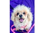 Adopt Cici a Tan/Yellow/Fawn Maltipoo / Poodle (Miniature) / Mixed dog in Santa