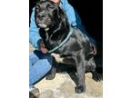 Adopt Tiller a Labrador Retriever dog in Windsor, CO (41509830)