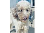 Adopt Oodle a Poodle (Standard) dog in Windsor, CO (41506194)