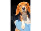 Adopt Nala a Beagle dog in Windsor, CO (41504390)