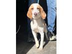 Adopt Asia a Beagle dog in Windsor, CO (41504388)
