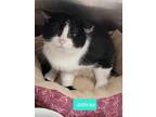Adopt Atticus a Domestic Shorthair / Mixed (short coat) cat in Richmond