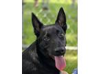 Adopt Knight a Black German Shepherd Dog / Mixed dog in Kankakee, IL (41509785)