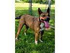Adopt Indie a Brown/Chocolate - with Tan Australian Cattle Dog / Australian