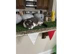 Adopt Sammi a Gray or Blue Domestic Shorthair / Mixed (short coat) cat in