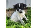 Adopt Chex a Black - with White German Shepherd Dog / Beagle / Mixed dog in