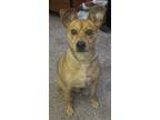Adopt Taco a Tan/Yellow/Fawn - with White Carolina Dog / Basenji / Mixed dog in