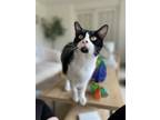 Adopt Moby a Black & White or Tuxedo American Shorthair / Mixed (medium coat)
