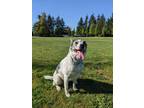 Adopt Ash a White - with Black Australian Kelpie / Mixed dog in Vancouver