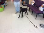 Adopt Diamond a Black - with White Labrador Retriever / Boxer / Mixed dog in