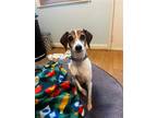 Adopt Liza a White Jack Russell Terrier / Mixed dog in Newport, KY (41506055)