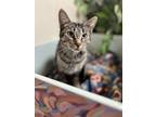 Adopt Mama Bear a Domestic Shorthair / Mixed cat in Kingston, NY (41509480)
