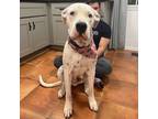 Adopt Sally a White - with Black Dogo Argentino / Mixed dog in Riverside