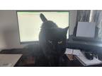 Adopt Zorro a All Black American Shorthair / Mixed (short coat) cat in
