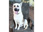 Adopt Cordelia from TEXAS a Tan/Yellow/Fawn - with Black German Shepherd Dog /