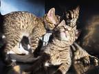 Adopt Clifford a Domestic Shorthair / Mixed cat in Indiana, PA (41509393)