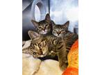 Adopt Kermit a Domestic Shorthair / Mixed cat in Indiana, PA (41509392)