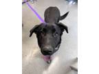Adopt Kaia a Labrador Retriever / Shepherd (Unknown Type) / Mixed dog in Paris