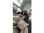 Adopt Moss a Brown/Chocolate Weimaraner / Labrador Retriever / Mixed dog in