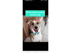 Adopt Baron a White - with Tan, Yellow or Fawn Jack Russell Terrier / Beagle /