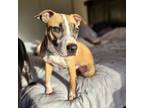 Adopt Jaxon a Tricolor (Tan/Brown & Black & White) Pit Bull Terrier / Jack
