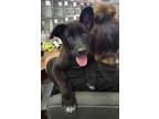Adopt Layci the Aussie Mix Puppy a Black - with White Australian Shepherd /