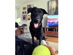 Adopt Moose a Black Labrador Retriever / German Shepherd Dog / Mixed dog in