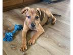 Adopt Lance the Boxador Pup a Red/Golden/Orange/Chestnut Boxer / Labrador