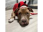 Adopt Cole a Red/Golden/Orange/Chestnut Pit Bull Terrier / Mixed dog in