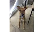 Adopt Romeo a Tan/Yellow/Fawn Labrador Retriever / Australian Cattle Dog / Mixed