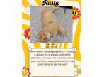 Adopt Rusty a Orange or Red Domestic Shorthair (short coat) cat in Webster City
