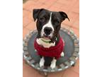 Adopt Jack a Black Pit Bull Terrier / Mixed dog in Riverside, CA (41509194)