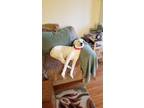Adopt Georgia a White - with Brown or Chocolate Basset Hound / Dalmatian / Mixed