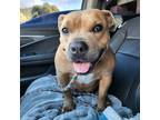 Adopt Beth a Tan/Yellow/Fawn Pit Bull Terrier / Mixed dog in Riverside