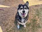 Adopt GHOST a Black Siberian Husky / Australian Shepherd / Mixed dog in Tustin