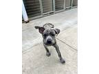 Adopt Kazoo a Brindle - with White Golden Retriever / Shepherd (Unknown Type) /